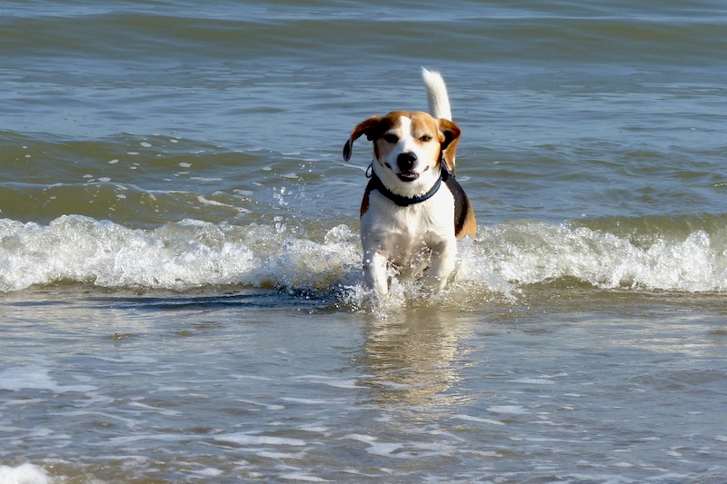Hund im Wasser beim Urlaub mit Hund in Cuxhaven